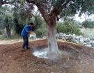 Ενσωμάτωση ζεόλιθου σε ελαιόδεντρα για 2η συνεχή χρονιά. Αμμουδάρες Μαλίων Κρήτη 11/4/2018