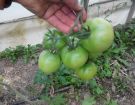 Ζεολιθικές ντομάτες, Θερμοκήπιο Σ. Γιαγλή, Φέρες 08/10/2014