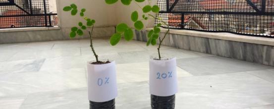 Εφαρμογή ζεόλιθου σε τριανταφυλλιές - Β. Χαρίλαος - Φλώρινα