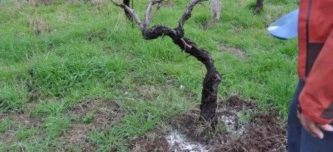 Ενσωμάτωση ζεόλιθου σε αμπέλι. Κτήμα Στρατή Φωτίου, Μυτιλήνη