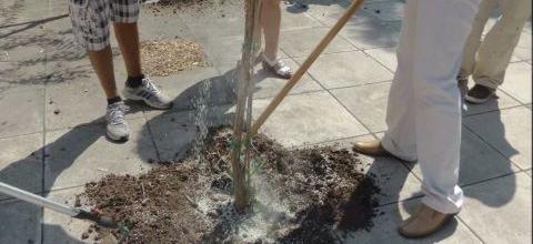 Ενσωμάτωση ζεόλιθου στο αστικό περιβάλλον Αλεξανδρούπολης