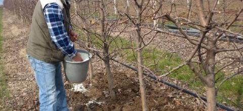 Ν. Λυγερός: Ενσωμάτωση ζεόλιθου σε μηλιές - Καστοριά