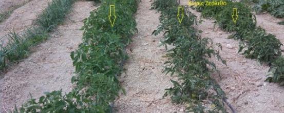 Ντομάτες με και χωρίς Ζεόλιθο