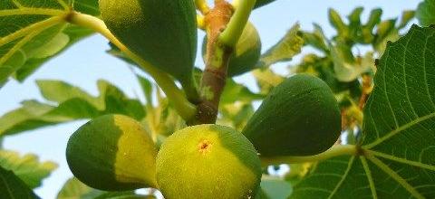 Ζεολιθικά σύκα. Αραδίππου, Κύπρος