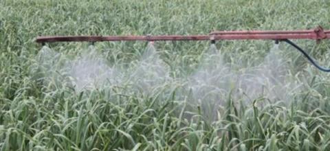 Ψεκασμός ζεόλιθου σε σκόρδα - Ν. Βύσσα