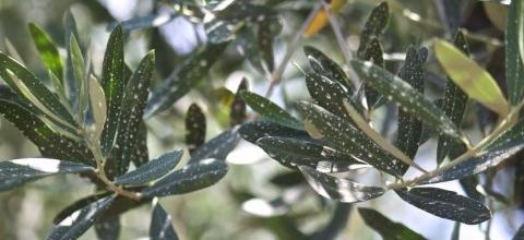 Ψεκασμός ζεόλιθου σε ελαιόδεντρα, οπωροφόρα, κηπευτικά και κληματαριές