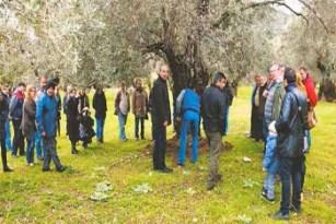 Χρήση του ζεόλιθου στην ελαιοκαλλιέργεια