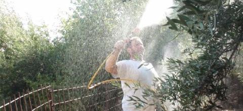 Ψεκασμός ζεόλιθου στο κτημα του Κλάδου Σπύρου, Κράνα Μυλοποτάμου Ψεκασμός ζεόλιθου στο κτημα του Κλάδου Σπύρου, Κράνα Μυλοποτάμου