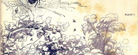 Μελισσοκομικό βήμα (Τεύχος 68ο Μάιος - Ιούνιος 2014)