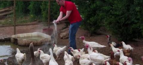 Εφαρμογή ζεόλιθου σε αιγώδη, χοιροειδή και πτηνά