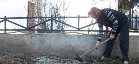 Ενσωμάτωση ζεόλιθου σε λαχανόκηπο στη Ν. Ορεστιάδα Ενσωμάτωση ζεόλιθου σε λαχανόκηπο στη Ν. Ορεστιάδα