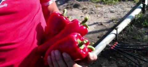 Ζεολιθικές πιπεριές Φλωρίνης, Νέα Ορεστιάδα