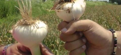 Ζεολιθικά σκόρδα στη Νέα Ορεστιάδα Ζεολιθικά σκόρδα στη Νέα Ορεστιάδα