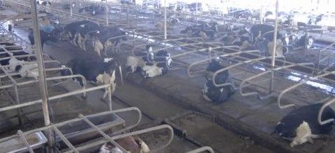 Ενσωμάτωση ζεόλιθου στη Φάρμα Χρ. Τσαμπάρτας Ενσωμάτωση ζεόλιθου στη Φάρμα Χρ. Τσαμπάρτας