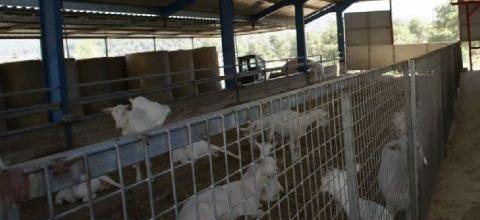 Ν. Λυγερός: Ενημέρωση για τον ζεόλιθο στην Φάρμα Βιολογικής Εκτροφής - Riverland