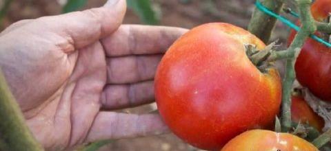 Ζεολιθικά λαχανικά και φρούτα από παραδοσιακούς σπόρους, Αλεξανδρούπολη