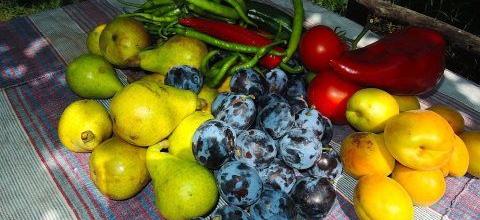 Ζεολιθικός λαχανόκηπος με παραδοσιακούς σπόρους στη Νέα Ορεστιάδα