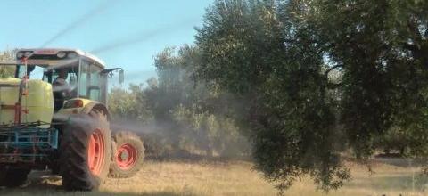 Ενσωμάτωση και ψέκασμα ζεόλιθου σε ελαιόδεντρα, Μαρώνεια