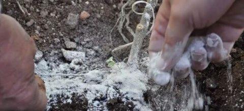 Ενσωμάτωση ζεόλιθου σε θερμοκήπιο - Μυτιλήνη