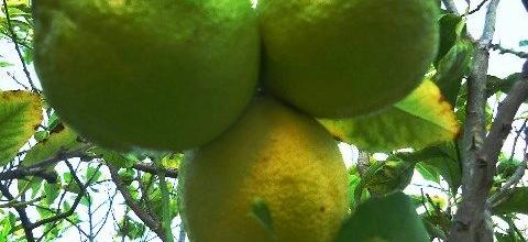 Ζεολιθικά λεμόνια. Αραδίππου, Κύπρος