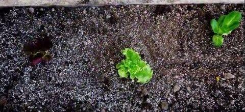 Ζεόλιθος σε λαχανικά, Αραδίππου - Κύπρος