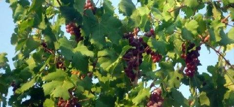 Ζεολιθικό αμπέλι. Αραδίππου, Κύπρος