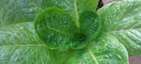 Ζεολιθικά λαχανικά, Αραδίππου - Κύπρος