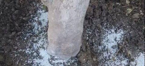 Ζεόλιθος σε ροδακινιά και ελιά, Αραδίππου-Κύπρος