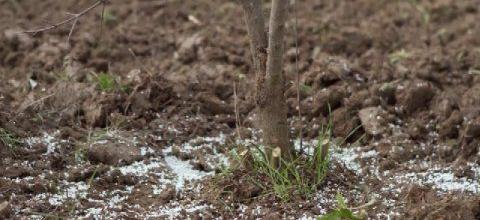 Ενσωμάτωση ζεόλιθου σε ροδιές - Τρίκαλα