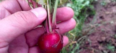 Ζεολιθικά λαχανικά, δέντρα και αμπέλια από παραδοσιακούς σπόρους