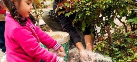 Ζεόλιθος σε τριαντάφυλλα, Ρόδος Ζεόλιθος σε τριαντάφυλλα, Ρόδος