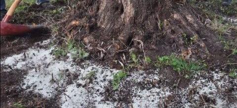 Ενσωμάτωση ζεόλιθου σε ελαιόδενδρα. Κτήμα Στρατή Φωτίου - Μυτιλήνη Ενσωμάτωση ζεόλιθου σε ελαιόδενδρα. Κτήμα Στρατή Φωτίου - Μυτιλήνη