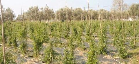 Ζεόλιθος σε ελαιόδεντρα, κερασιές, γκότζι μπέρι, Αλεξανδρούπολη