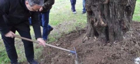 Ενσωμάτωση ζεόλιθου σε ελαιόδενδρα - Μυτιλήνη Ενσωμάτωση ζεόλιθου σε ελαιόδενδρα - Μυτιλήνη