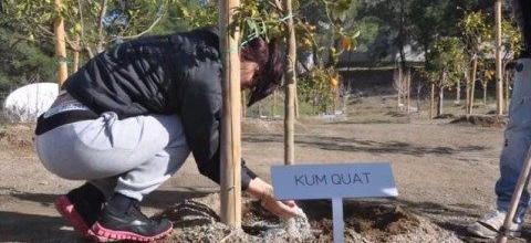 Εφαρμογή Ζεόλιθου στα Πυργά, Κύπρος Εφαρμογή Ζεόλιθου στα Πυργά, Κύπρος