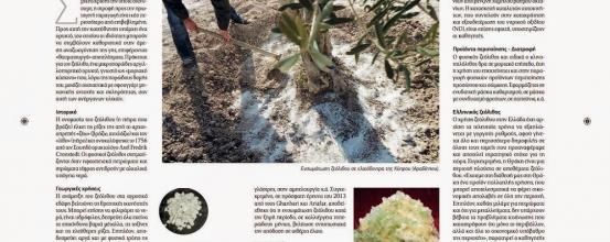 Τα θαύματα του ζεόλιθου - Σημερινή Κύπρος