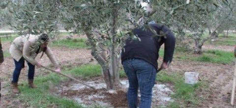 Ενσωμάτωση ζεόλιθου, Εκκλησάκι Αγ. Αρσενίου - Γ. Παϊσίου Ενσωμάτωση ζεόλιθου, Εκκλησάκι Αγ. Αρσενίου - Γ. Παϊσίου