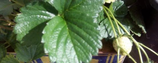 Ζεολιθικές φράουλες τον Οκτώβρη!