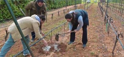 Ενσωμάτωση ζεόλιθου σε αμπέλι, Αλεξανδρούπολη