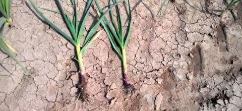 Ζεολιθικά σκόρδα. Βύσσα Ζεολιθικά σκόρδα. Βύσσα