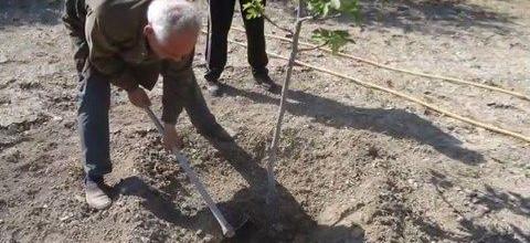 Ζεόλιθος σε κτήμα, Αραδίππου - Κύπρος Ζεόλιθος σε κτήμα, Αραδίππου - Κύπρος