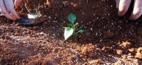 Ενσωμάτωση ζεόλιθου σε κτήμα με λαχανικά, Κύπρος