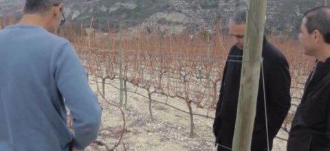 Ενημέρωση για τον ζεόλιθο στο κτήμα και οινοποιείο Βλασίδη Ενημέρωση για τον ζεόλιθο στο κτήμα και οινοποιείο Βλασίδη