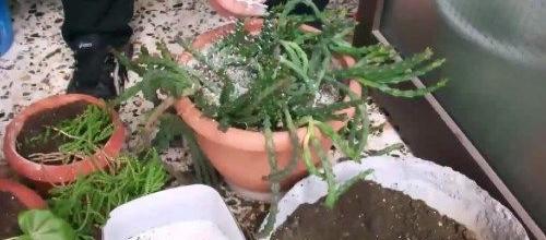 Ζεόλιθος σε γλάστρες, Νέα Ορεστιάδα