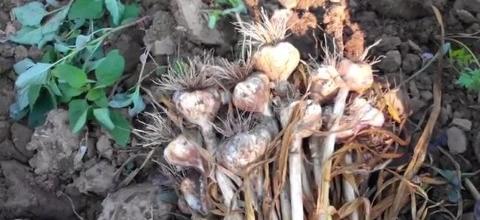 Συγκομιδή ζεολιθικών σκόρδων, Νέα Ορεστιάδα