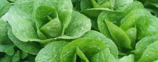 Ζεολιθικά μαρούλια. Πρασιδάκι Ηλείας, 28/03/2014 Ζεολιθικά μαρούλια. Πρασιδάκι Ηλείας, 28/03/2014