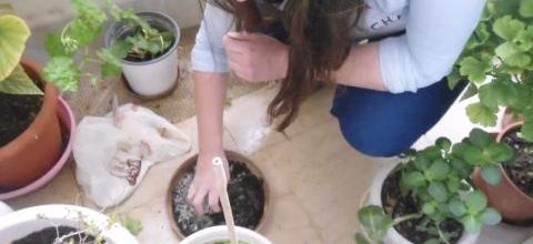 Ζεόλιθος σε γλάστρες Αζαλέας και Αμαρυλλίς, Αλεξανδρούπολη Ζεόλιθος σε γλάστρες Αζαλέας και Αμαρυλλίς, Αλεξανδρούπολη