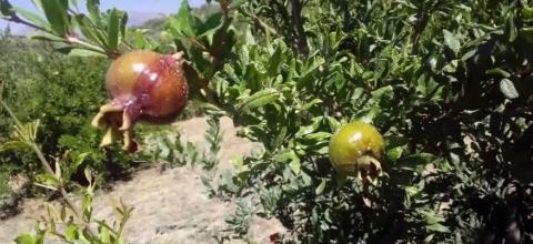 Ψέκασμα ζεόλιθου στο κτήμα με ροδιές του Ματθαίου Γιαλιτάκη, Χουδέτσι Ηρακλείου Ψέκασμα ζεόλιθου στο κτήμα με ροδιές του Ματθαίου Γιαλιτάκη, Χουδέτσι Ηρακλείου