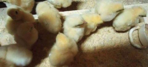 Ενσωμάτωση ζεόλιθου στην τροφή των κοτόπουλων Ενσωμάτωση ζεόλιθου στην τροφή των κοτόπουλων