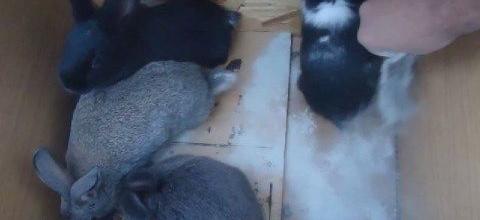 Ζεόλιθος σε τροφή κουνελιών, Αραδίππου - Κύπρος